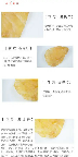 梨子与鱼胶可以一起煲汤吗(像葫芦身穿黄衣味儿甜是什么水果？)